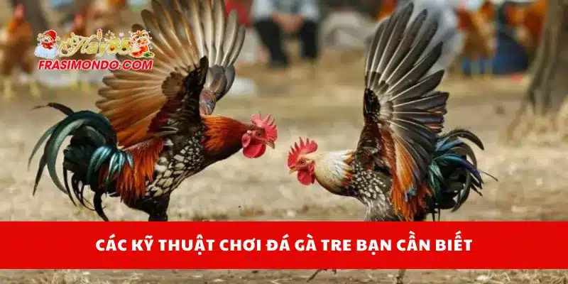 Đá Gà Tre - Kỹ Thuật Chơi Và Cách Chọn Chiến Kê Chuẩn Hay88 3 Các kỹ thuật chơi đá gà tre bạn cần biết