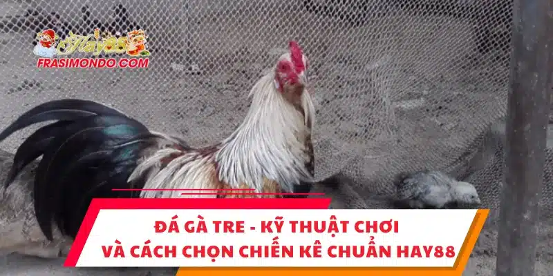 Đá Gà Tre - Kỹ Thuật Chơi Và Cách Chọn Chiến Kê Chuẩn Hay88 1 Đá Gà Tre - Kỹ Thuật Chơi Và Cách Chọn Chiến Kê Chuẩn Hay88