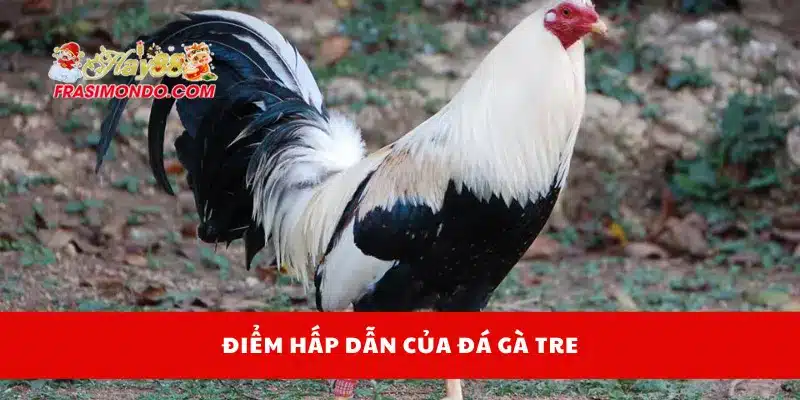 Đá Gà Tre - Kỹ Thuật Chơi Và Cách Chọn Chiến Kê Chuẩn Hay88 2 Điểm hấp dẫn của đá gà tre