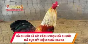 Gà Chuối Là Gì? Cách Chọn Gà Chuối Đá Cực Kỳ Hiệu Quả Hay88