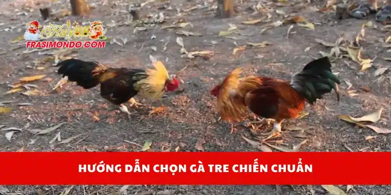 Đá Gà Tre - Kỹ Thuật Chơi Và Cách Chọn Chiến Kê Chuẩn Hay88 4 Hướng dẫn chọn gà tre chiến chuẩn