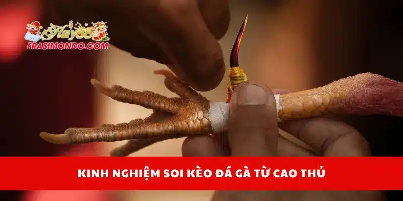 Kinh nghiệm soi kèo đá gà từ cao thủ