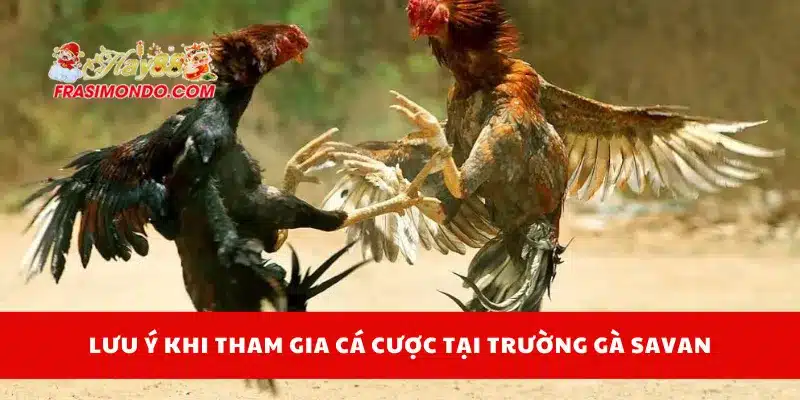 Trường Gà Savan - Địa Điểm Cá Cược Hợp Pháp Cùng Hay88 4 Lưu ý khi tham gia cá cược tại trường gà Savan