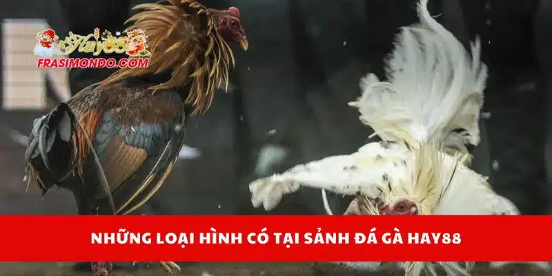 Những loại kèo cược đá gà Hay88 bạn nên biết