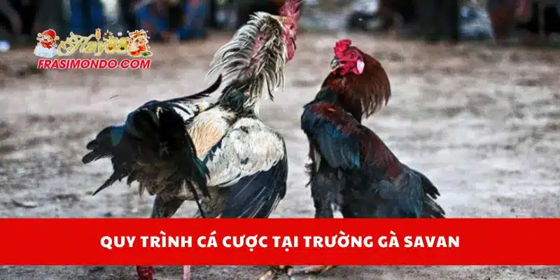 Trường Gà Savan - Địa Điểm Cá Cược Hợp Pháp Cùng Hay88 3 Quy trình cá cược tại trường gà Savan