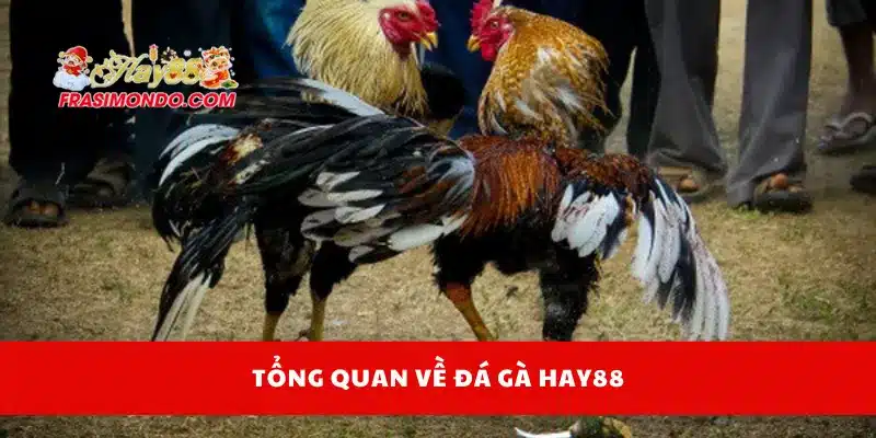 Tổng quan về đá gà Hay88