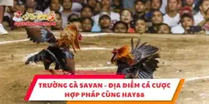 Trường Gà Savan - Địa Điểm Cá Cược Hợp Pháp Cùng Hay88
